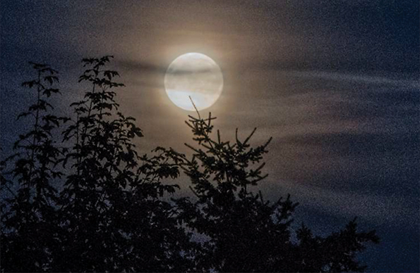 Luna - Fattormia Adotta i tuoi animali e le tue piante